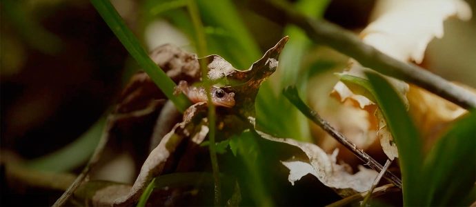 Conservation de la nature Canada et Au Diable Vert s’allient pour agrandir l’un des plus vastes territoires protégés en terres privées au Québec