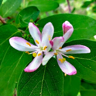 Morrow’s Honeysuckle blossom 