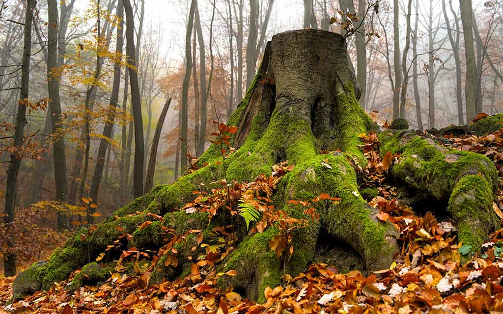 mossy stump