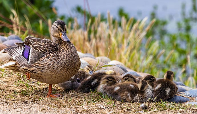 mother duck and ducklings