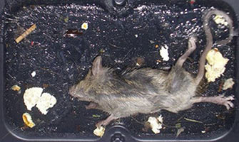 mouse in glue trap