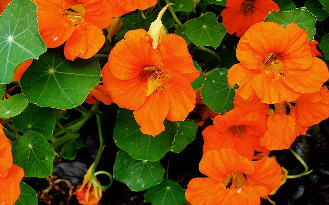 nasturtiums