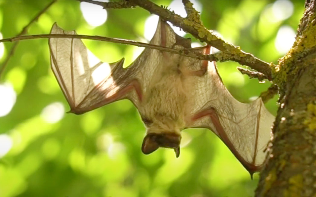 bat hanging from tree