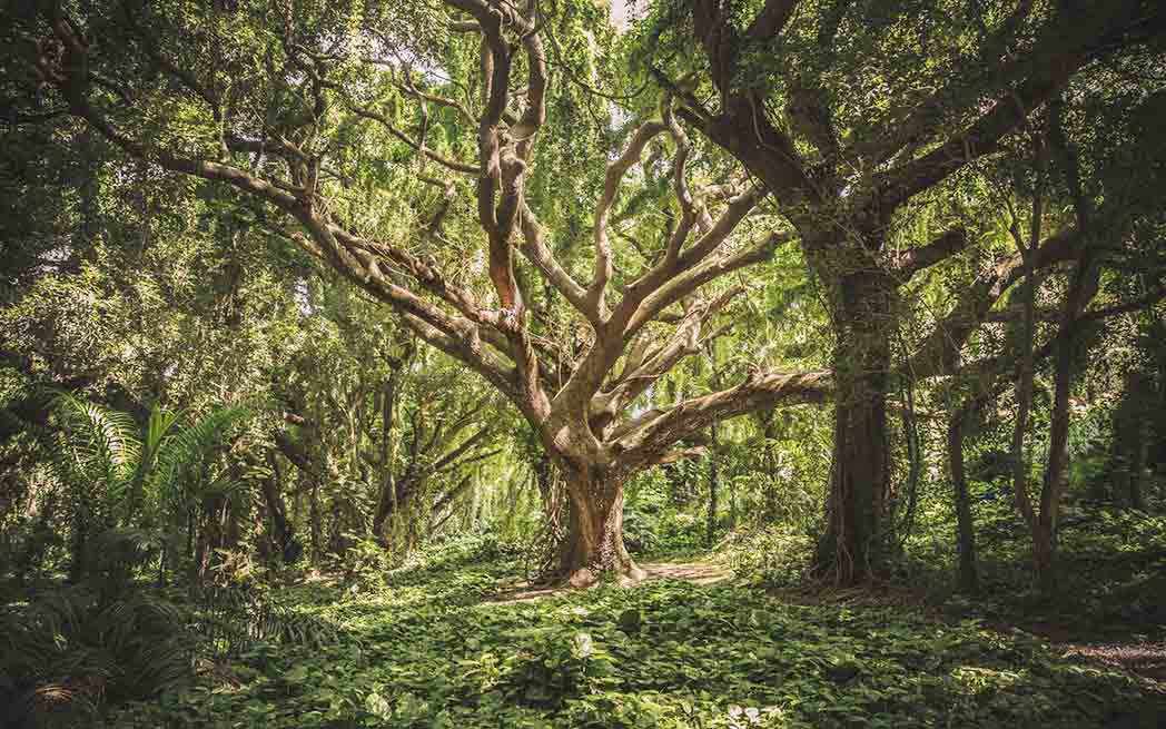 Mature tree in forest – WestmountMag.ca