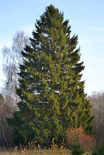 Norway Spruce