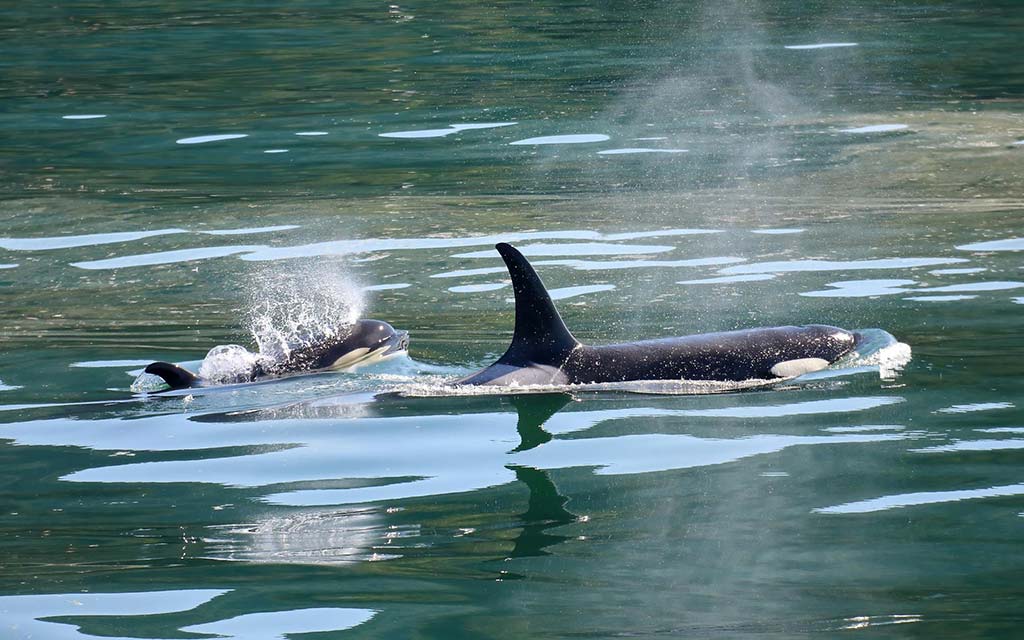 orca and calf