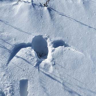 Snow imprint made by owl 