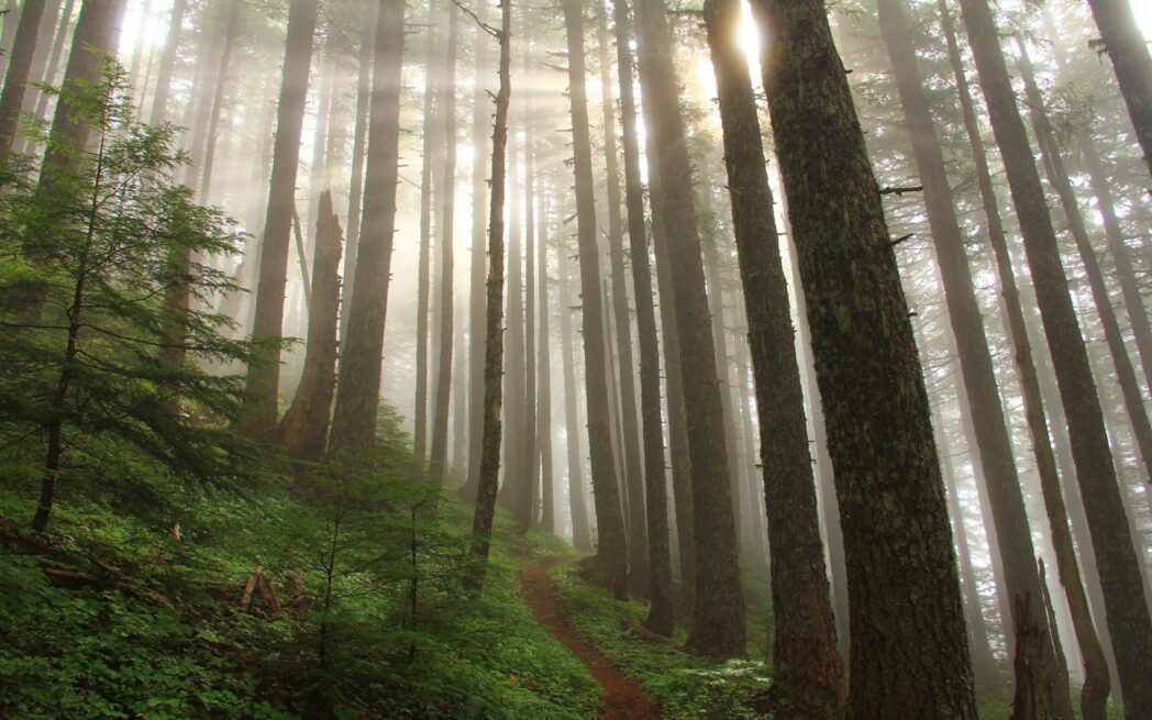 Pacific old growth forest