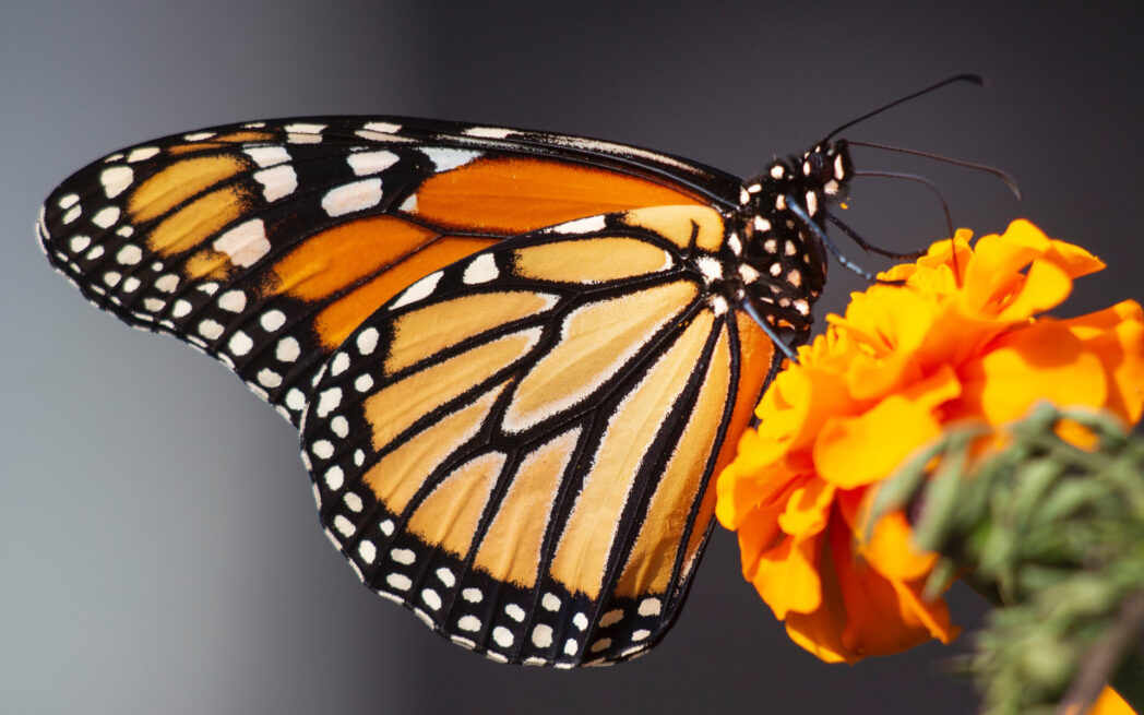 Monarch butterfly