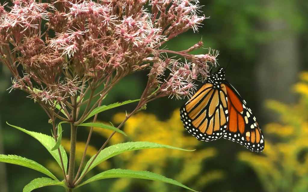 monarch butterfly