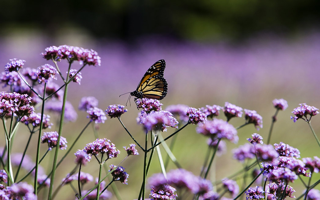 Jardin des pollinisateurs à l’Insectarium de Montréal