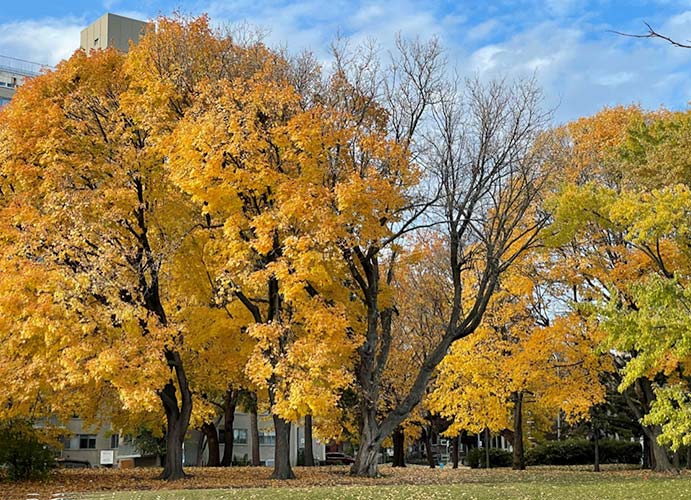 park at Dorchester and Hallowell