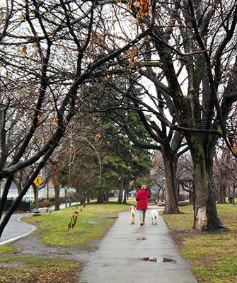 trees by the Westmount Park bike path