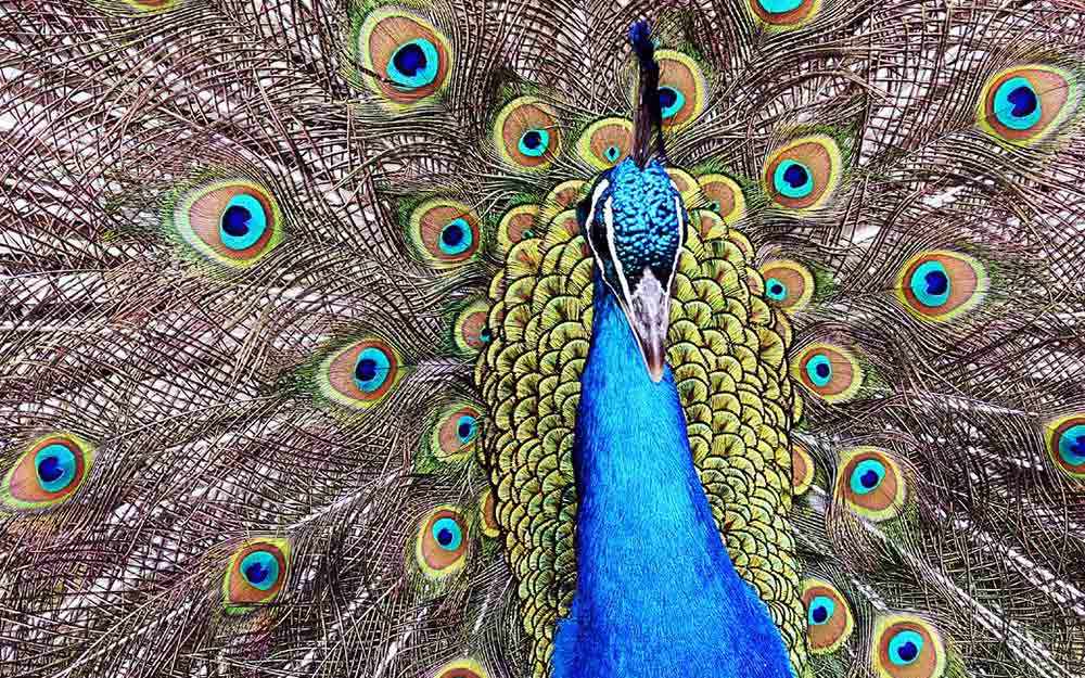 birds of ambience peacock - WestmountMag.ca