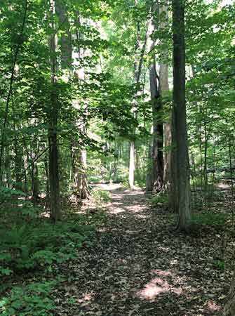 Pearson Woods - WestmountMag.ca