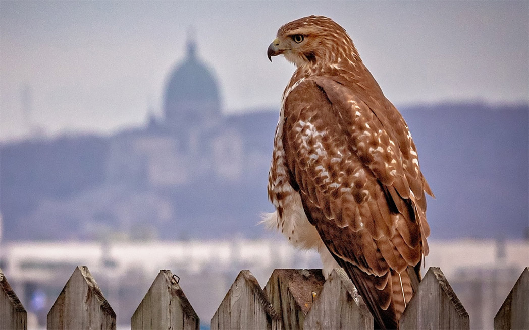 Peregrine falcon Montreal skyline