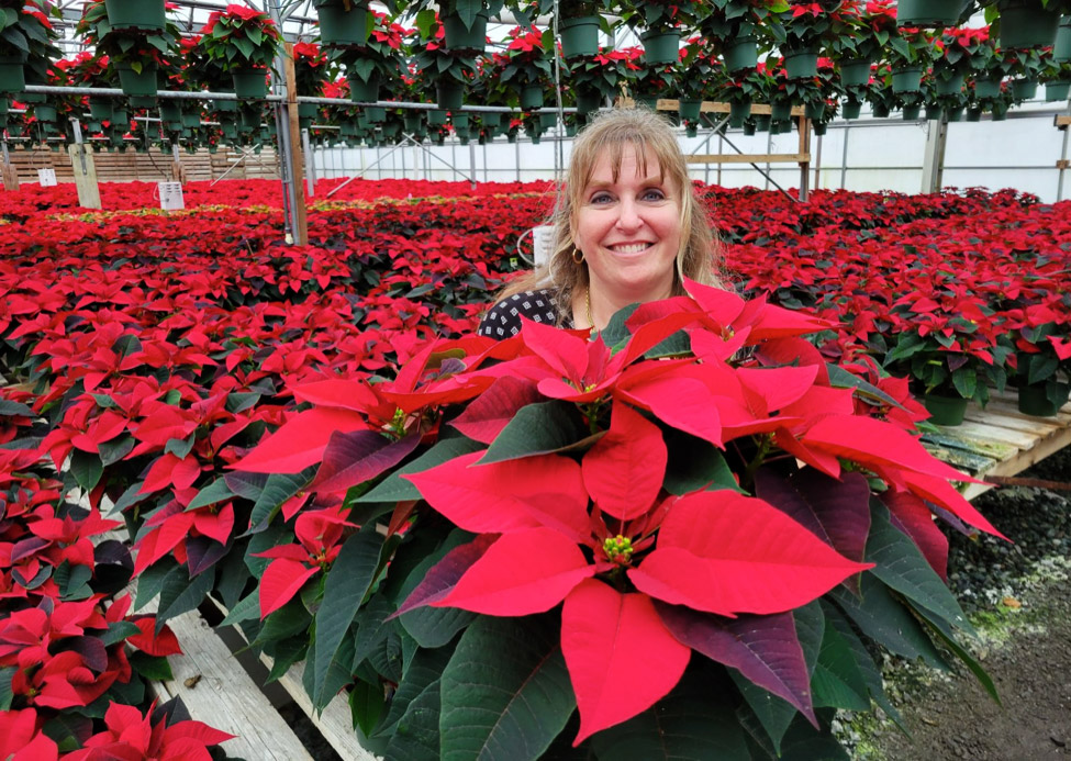 Poinsettia greenhouse
