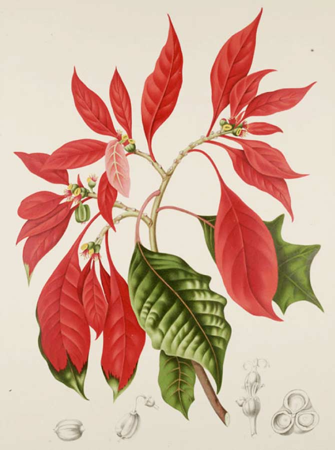 Poinsettia illustration