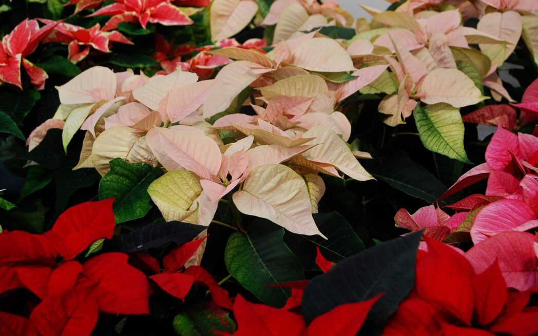 Poinsettia varieties