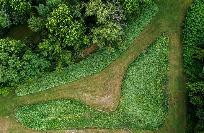 Bird’s eye view of pollinator garden