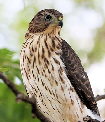 portrait of a young Cooper’s Hawk
