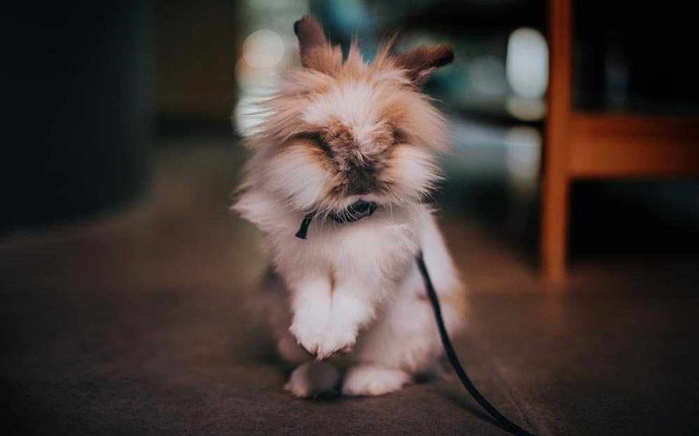 rabbit on leash - Westmountmag.ca
