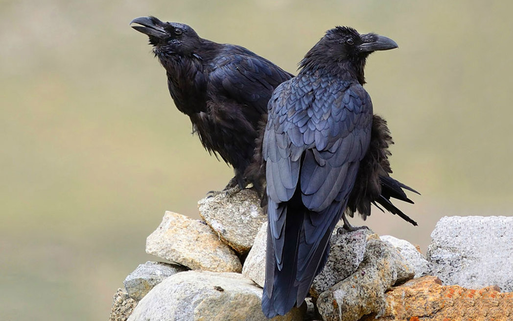 ravens