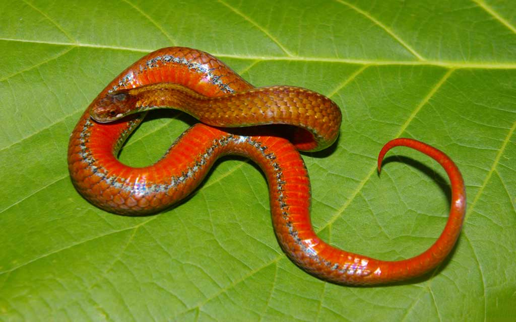 red bellied snake