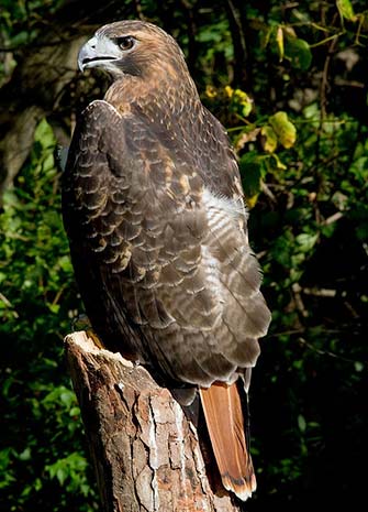 Red-tailed hawk 