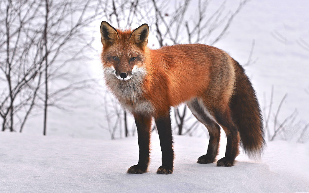 Red fox