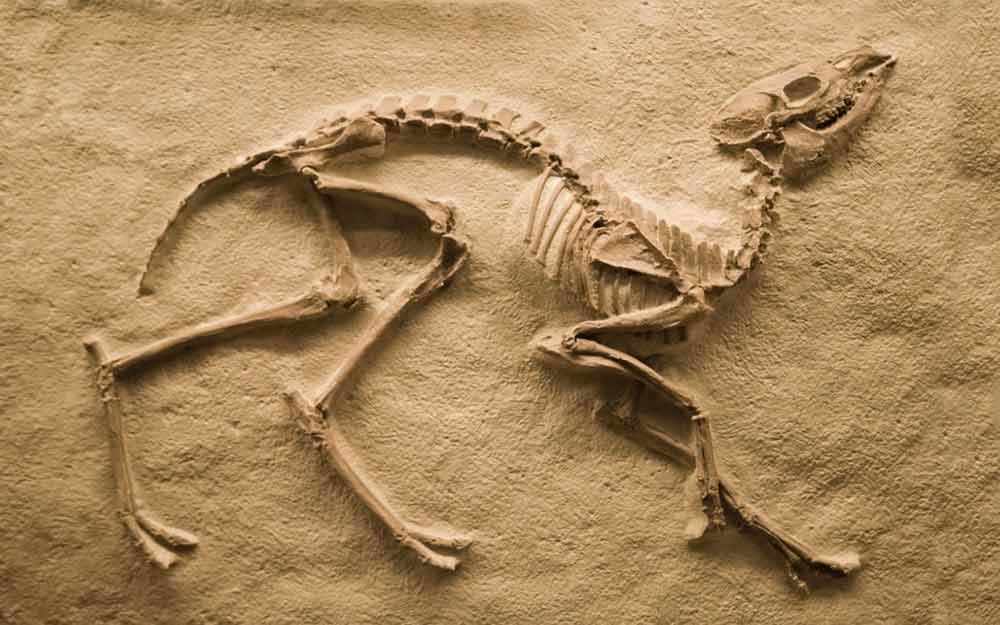 Le dilemme concernant  la restauration d’espèces – WestmountMag.ca