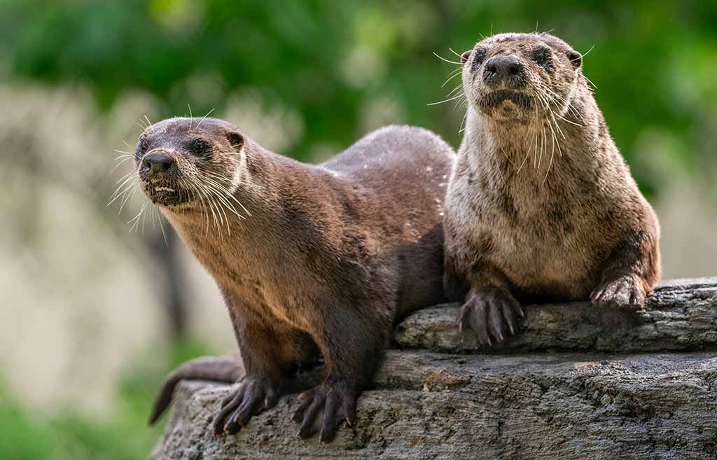 River Otters