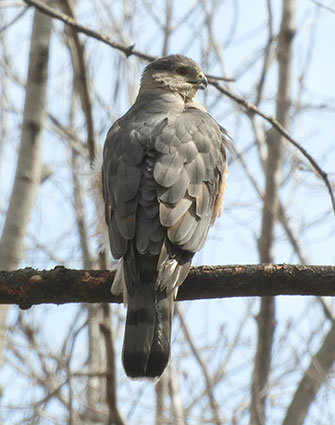 Cooper’s Hawk