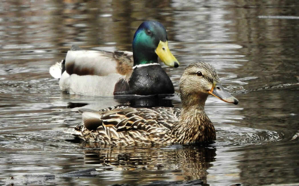 Rousseau Forest Mallards
