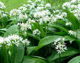 Wild Garlic
