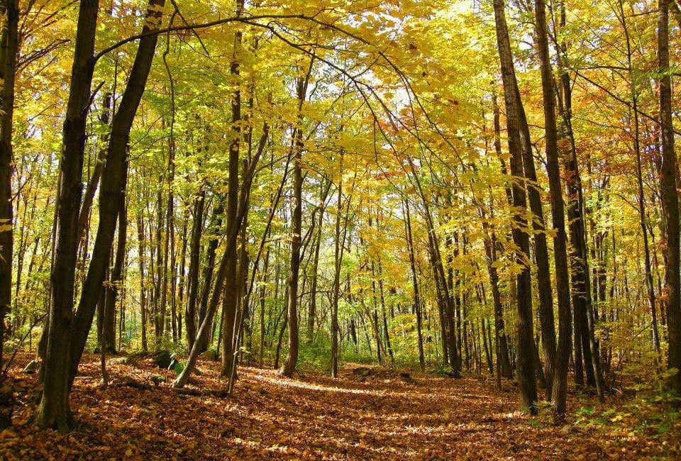 Rousseau Forest in the fall