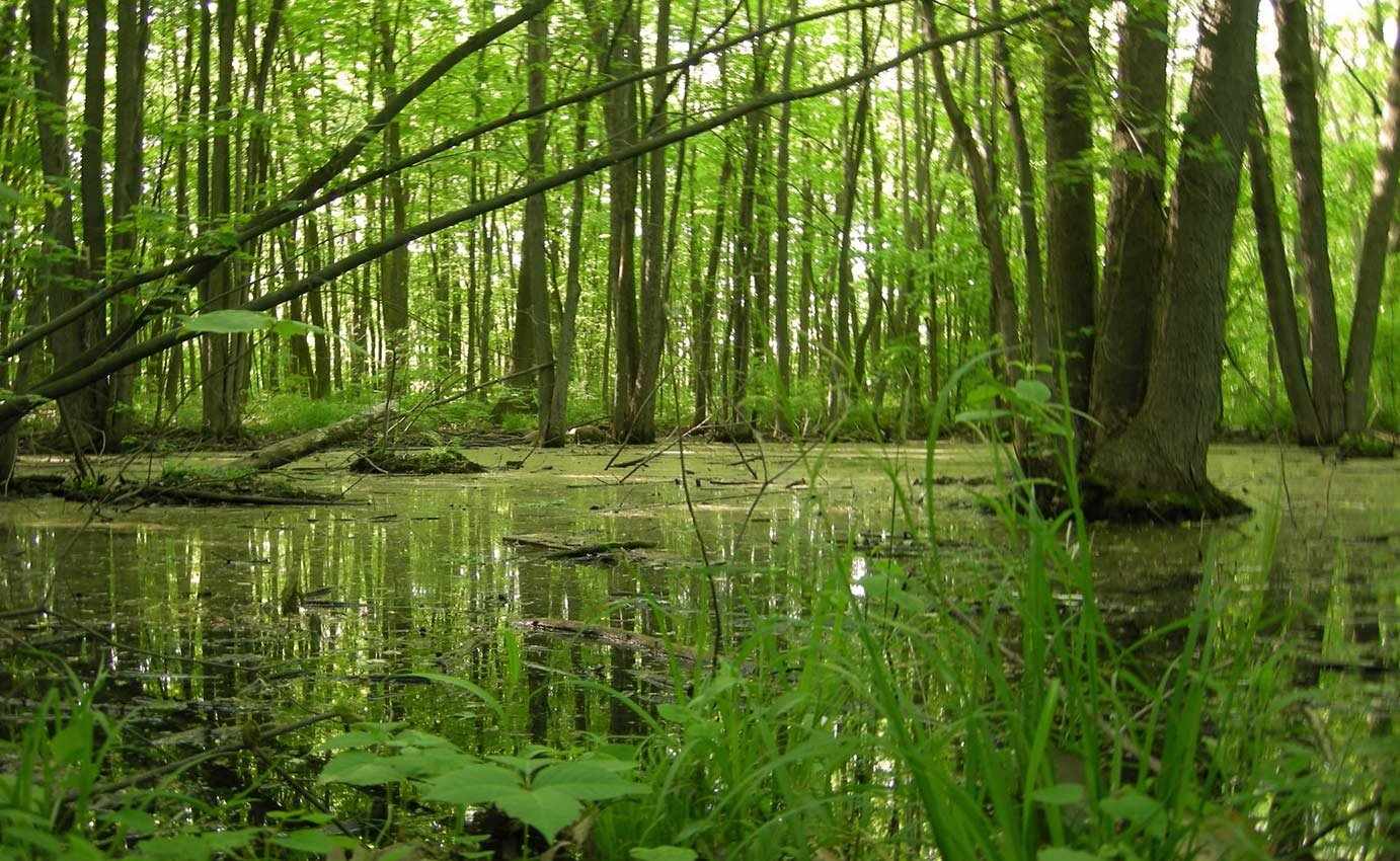 Rousseau Forest wetland 