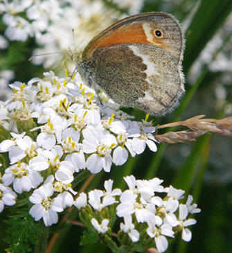 Maritime ringlet butterfly