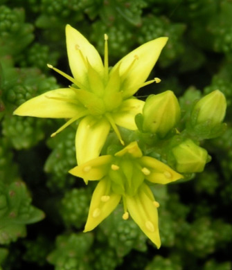 Sedum acre