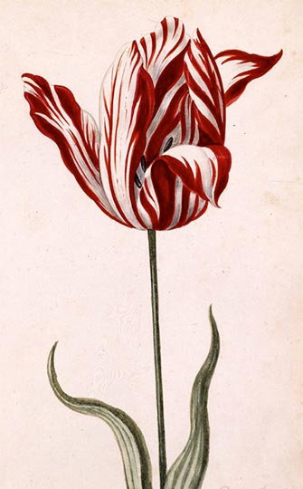 Semper Augustus tulip 