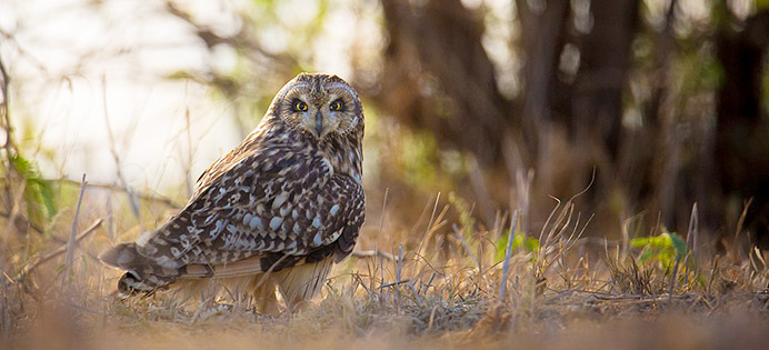 Short-eared owl