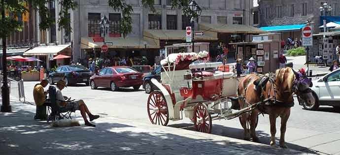 Calèche horse waiting in the sun