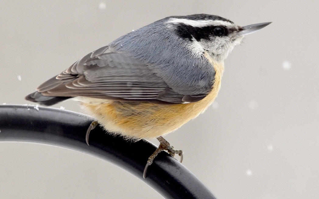 Sittelle à poitrine rousse