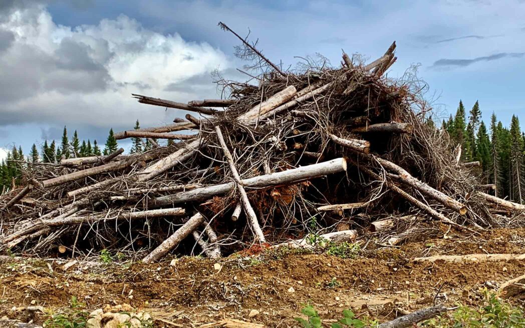 slash pile forest clearcut