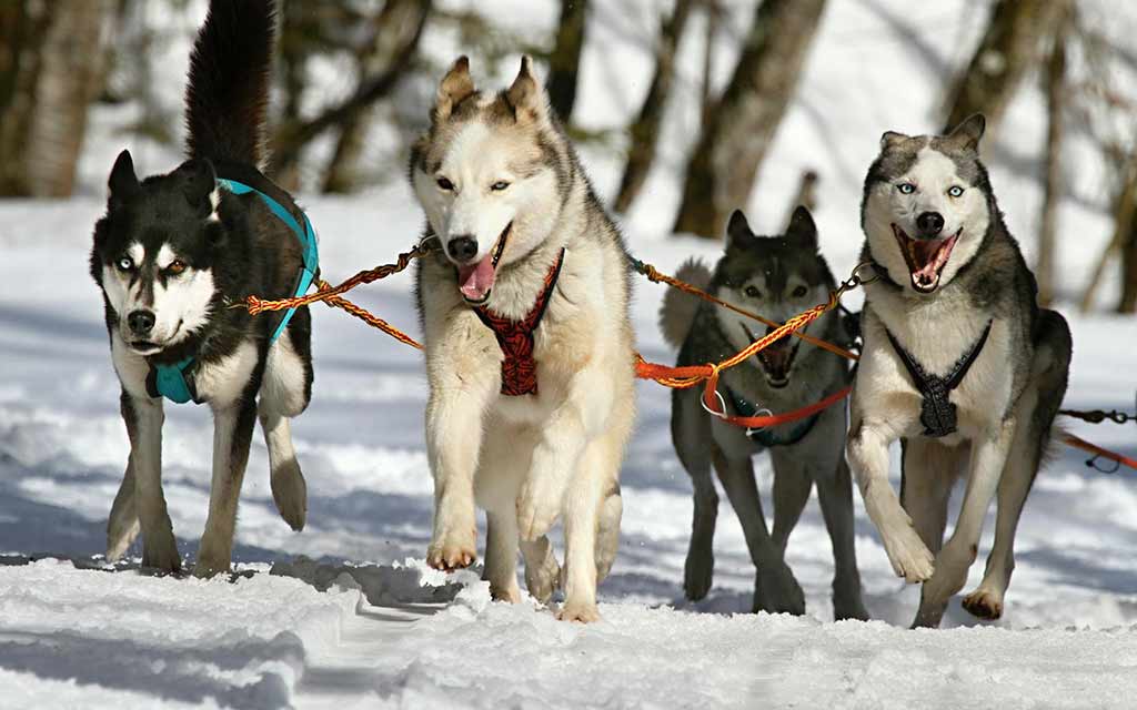 sled dogs