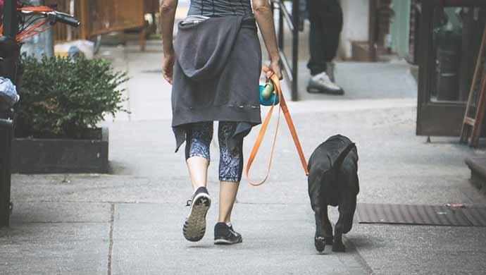 walking dog - WestmountMag.ca