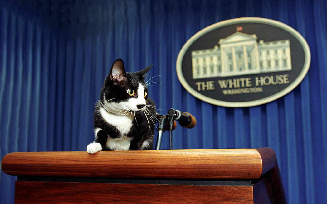 Bill Clinton’s cat Socks