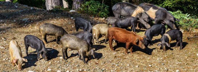 sounder of feral pigs