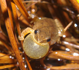 Spring peeper
