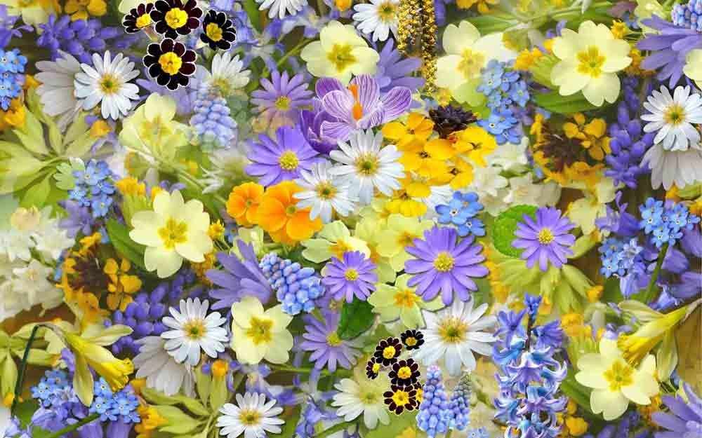 Renouveau de printemps – Spring Refresh – WestmountMag.ca